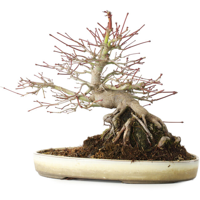 Acer palmatum, 23,5 cm, ± 20 jaar oud