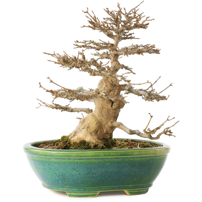 Acer buergerianum, 23,5 cm, ± 30 años, en maceta japonesa hecha a mano por Koyou