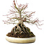 Acer palmatum, 23,5 cm, ± 20 years old