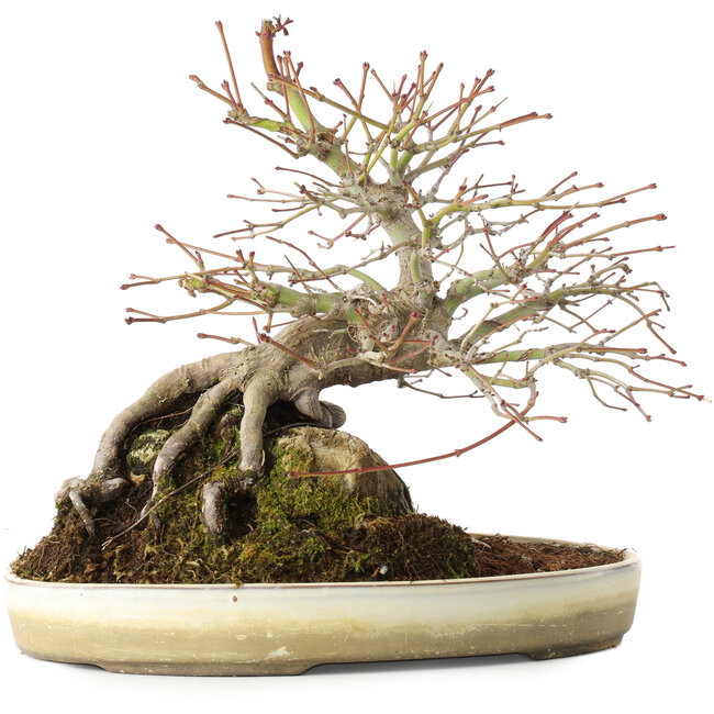 Acer palmatum, 23,5 cm, ± 20 years old