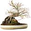 Acer palmatum, 23,5 cm, ± 20 años