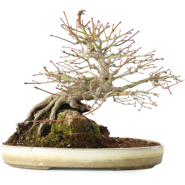 Acer palmatum, 23,5 cm, ± 20 years old
