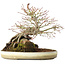 Acer palmatum, 23,5 cm, ± 20 ans