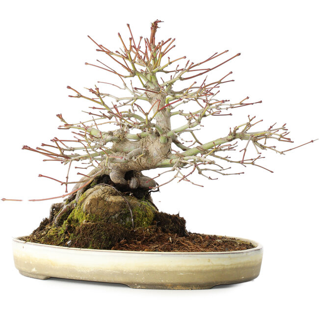 Acer palmatum, 23,5 cm, ± 20 anni