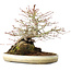 Acer palmatum, 23,5 cm, ± 20 años