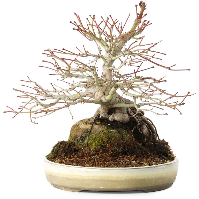 Acer palmatum, 23,5 cm, ± 20 ans