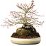 Acer palmatum, 23,5 cm, ± 20 years old
