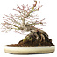 Acer palmatum, 23,5 cm, ± 20 years old