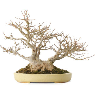 Hattori Acer buergerianum, 24 cm, ± 40 years old Hattori Acer buergerianum, 24 cm, ± 40 years old