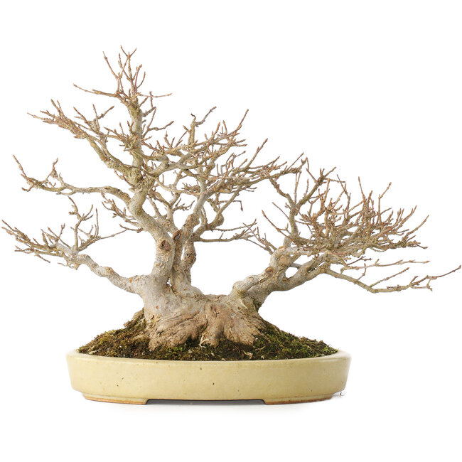 Acer buergerianum, 24 cm, ± 40 jaar oud, in een handgemaakte Japanse pot van Hattori