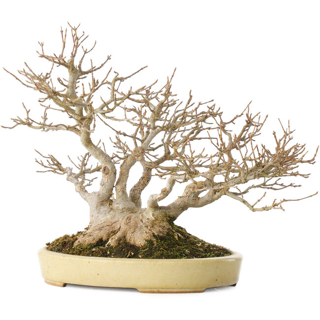 Acer buergerianum, 24 cm, ± 40 años, en una maceta japonesa hecha a mano por Hattori