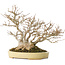 Acer buergerianum, 24 cm, ± 40 jaar oud, in een handgemaakte Japanse pot van Hattori