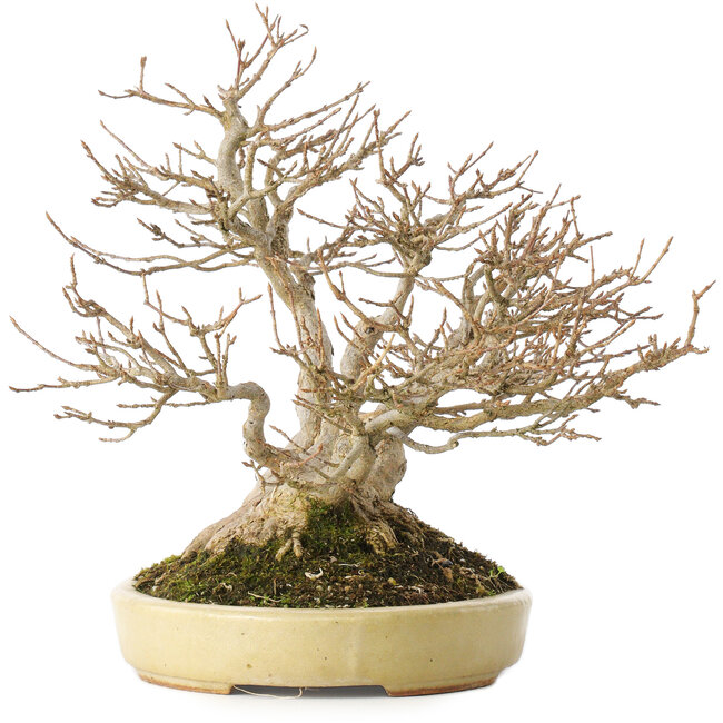 Acer buergerianum, 24 cm, ± 40 ans, dans un pot japonais fait main par Hattori