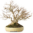 Acer buergerianum, 24 cm, ± 40 years old, in a handmade Japanese pot by Hattori