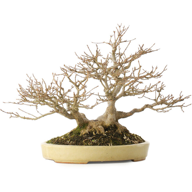 Acer buergerianum, 24 cm, ± 40 Jahre alt, in einem handgefertigten japanischen Topf von Hattori