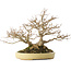 Acer buergerianum, 24 cm, ± 40 jaar oud, in een handgemaakte Japanse pot van Hattori