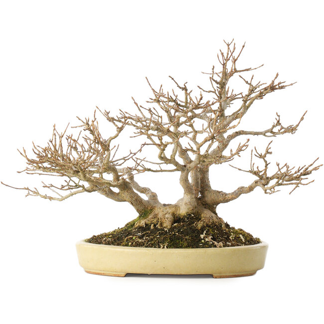 Acer buergerianum, 24 cm, ± 40 ans, dans un pot japonais fait main par Hattori