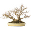 Acer buergerianum, 24 cm, ± 40 jaar oud, in een handgemaakte Japanse pot van Hattori
