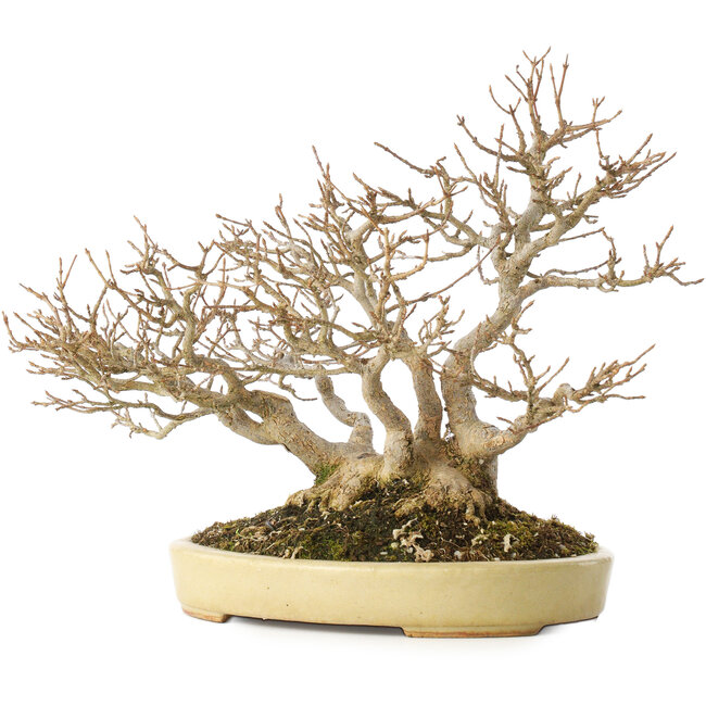 Acer buergerianum, 24 cm, ± 40 anni, in un vaso giapponese fatto a mano da Hattori