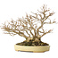 Acer buergerianum, 24 cm, ± 40 jaar oud, in een handgemaakte Japanse pot van Hattori