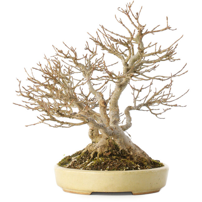 Acer buergerianum, 24 cm, ± 40 anni, in un vaso giapponese fatto a mano da Hattori