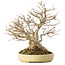 Acer buergerianum, 24 cm, ± 40 jaar oud, in een handgemaakte Japanse pot van Hattori