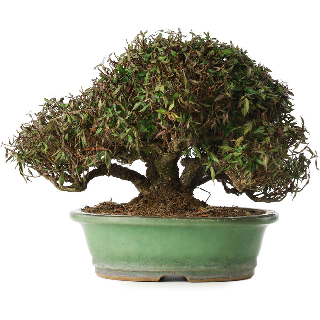 Trachelospermum asiaticum, 21 cm, ± 40 ans, dans un pot japonais fait main par Shuhou