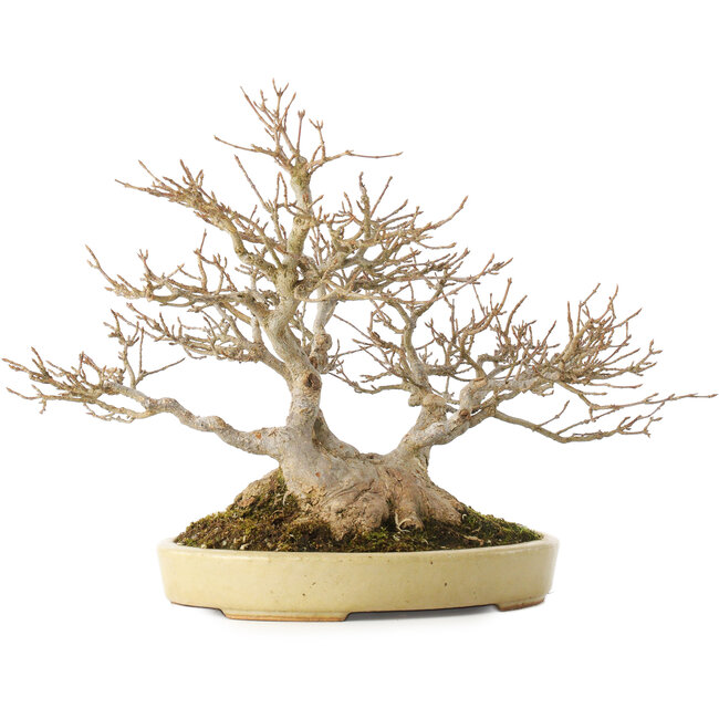 Acer buergerianum, 24 cm, ± 40 jaar oud, in een handgemaakte Japanse pot van Hattori