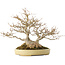 Acer buergerianum, 24 cm, ± 40 jaar oud, in een handgemaakte Japanse pot van Hattori