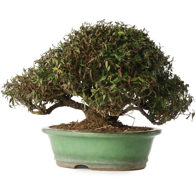 Trachelospermum asiaticum, 21 cm, ± 40 años, en una maceta japonesa hecha a mano por Shuhou