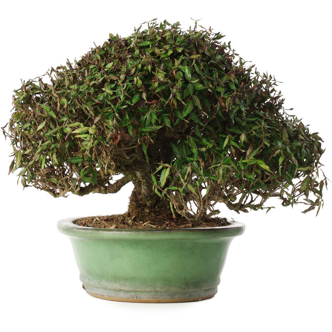 Trachelospermum asiaticum, 21 cm, ± 40 años, en una maceta japonesa hecha a mano por Shuhou