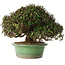 Trachelospermum asiaticum, 21 cm, ± 40 jaar oud, in een handgemaakte Japanse pot van Shuhou