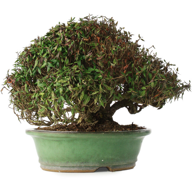 Trachelospermum asiaticum, 21 cm, ± 40 anni, in un vaso giapponese fatto a mano da Shuhou