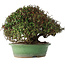 Trachelospermum asiaticum, 21 cm, ± 40 jaar oud, in een handgemaakte Japanse pot van Shuhou