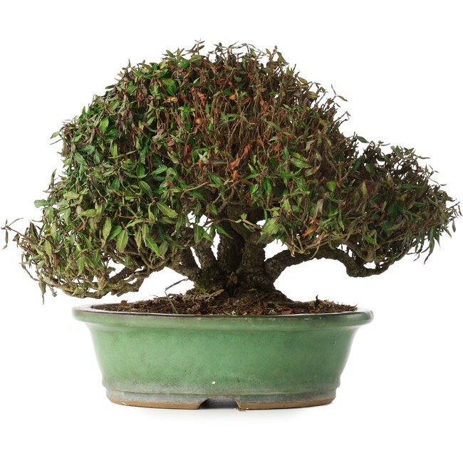 Trachelospermum asiaticum, 21 cm, ± 40 years old, in a handmade Japanese pot by Shuhou