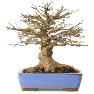 Acer buergerianum, 22 cm, ± 20 jaar oud
