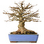 Acer buergerianum, 22 cm, ± 20 jaar oud, met een nebari van 8,5 cm