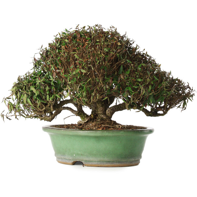 Trachelospermum asiaticum, 21 cm, ± 40 anni, in un vaso giapponese fatto a mano da Shuhou