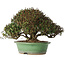 Trachelospermum asiaticum, 21 cm, ± 40 jaar oud, in een handgemaakte Japanse pot van Shuhou