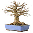 Acer buergerianum, 22 cm, ± 20 jaar oud, met een nebari van 8,5 cm