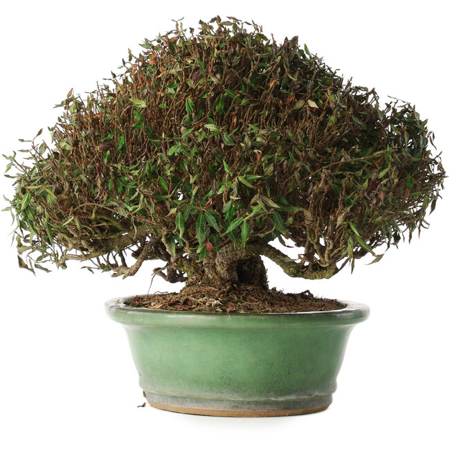 Trachelospermum asiaticum, 21 cm, ± 40 years old, in a handmade Japanese pot by Shuhou