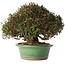 Trachelospermum asiaticum, 21 cm, ± 40 jaar oud, in een handgemaakte Japanse pot van Shuhou