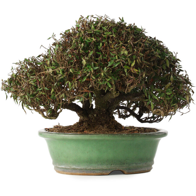 Trachelospermum asiaticum, 21 cm, ± 40 years old, in a handmade Japanese pot by Shuhou