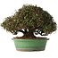 Trachelospermum asiaticum, 21 cm, ± 40 jaar oud, in een handgemaakte Japanse pot van Shuhou