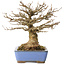 Acer buergerianum, 22 cm, ± 20 jaar oud, met een nebari van 8,5 cm