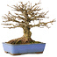 Acer buergerianum, 22 cm, ± 20 jaar oud, met een nebari van 8,5 cm
