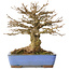 Acer buergerianum, 22 cm, ± 20 jaar oud, met een nebari van 8,5 cm