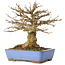 Acer buergerianum, 22 cm, ± 20 jaar oud, met een nebari van 8,5 cm