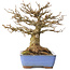Acer buergerianum, 22 cm, ± 20 jaar oud, met een nebari van 8,5 cm