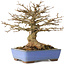 Acer buergerianum, 22 cm, ± 20 jaar oud, met een nebari van 8,5 cm